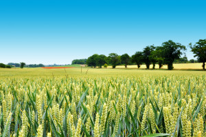 biomass