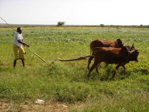 Gabilay_farming
