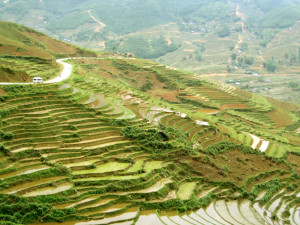 Sapa9