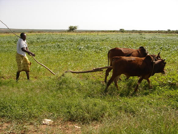 Agriculture