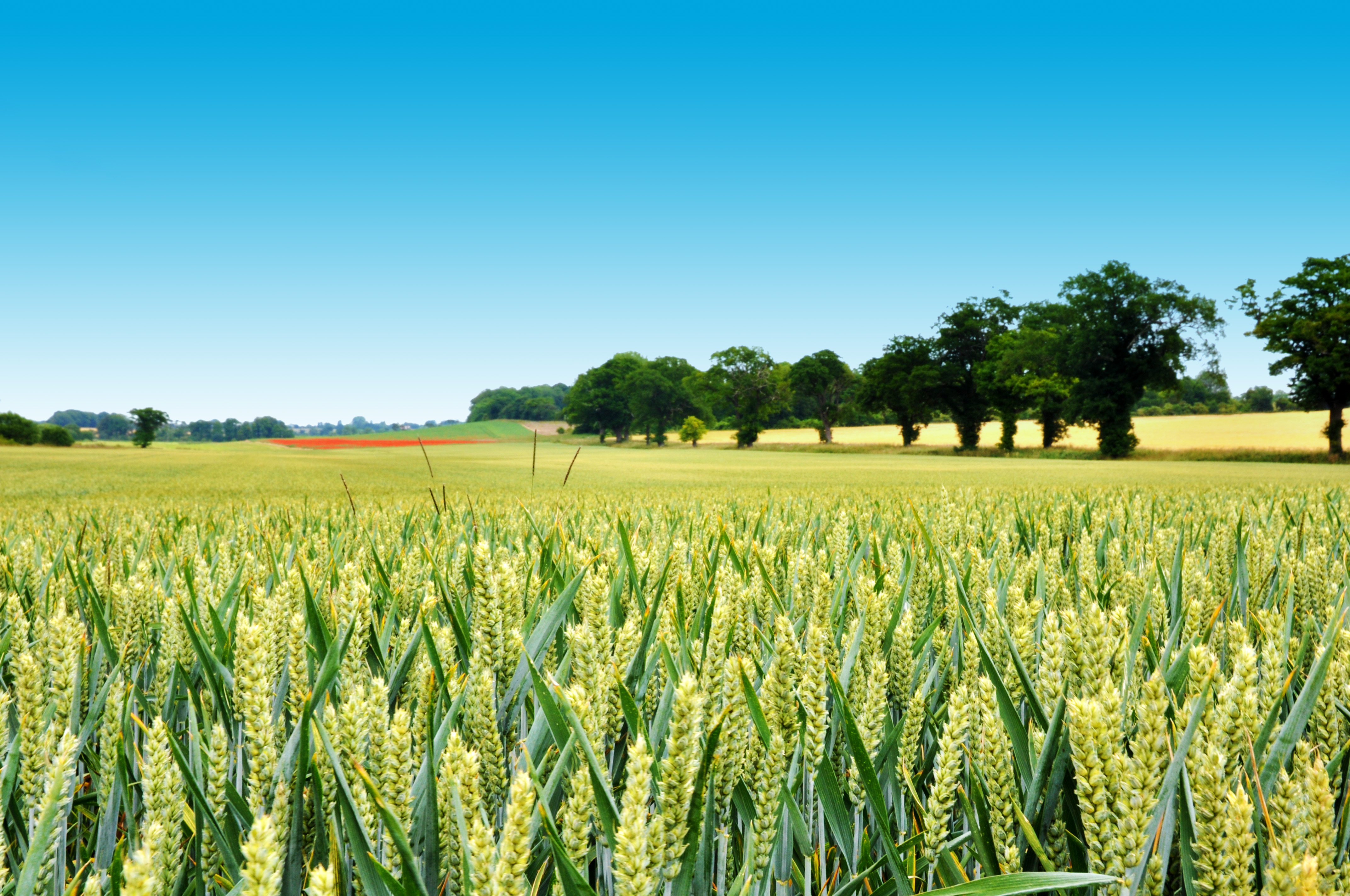 A Primer on Agricultural Residues BioEnergy Consult