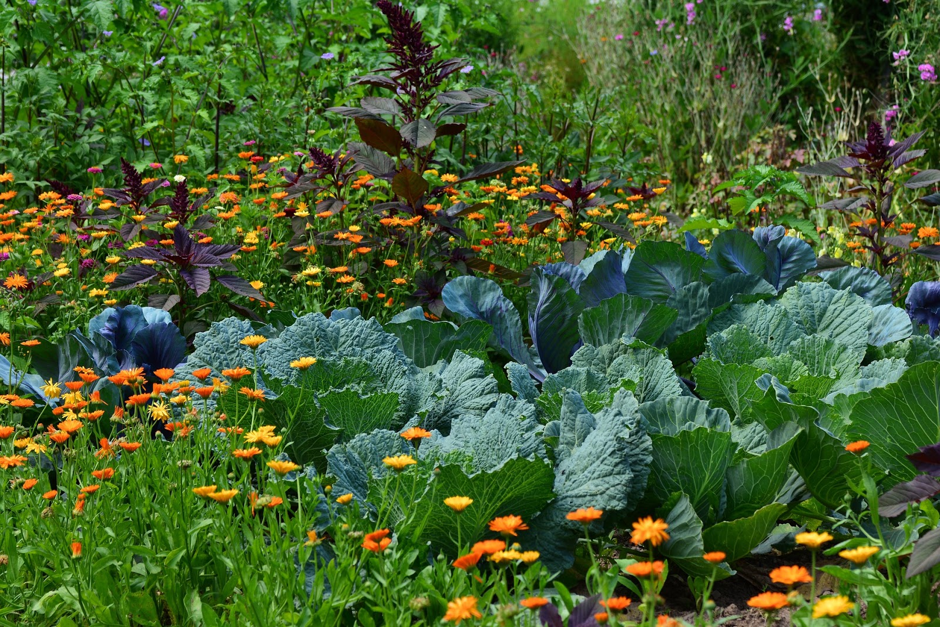 A lush green garden showcasing best practices for sustainable gardening with eco-friendly techniques