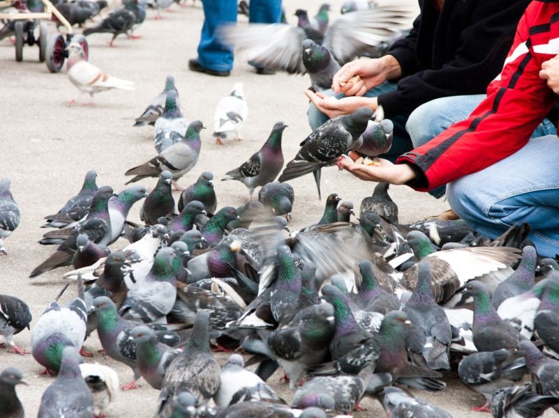 Problems Caused by Pigeon Population Growth BioEnergy Consult