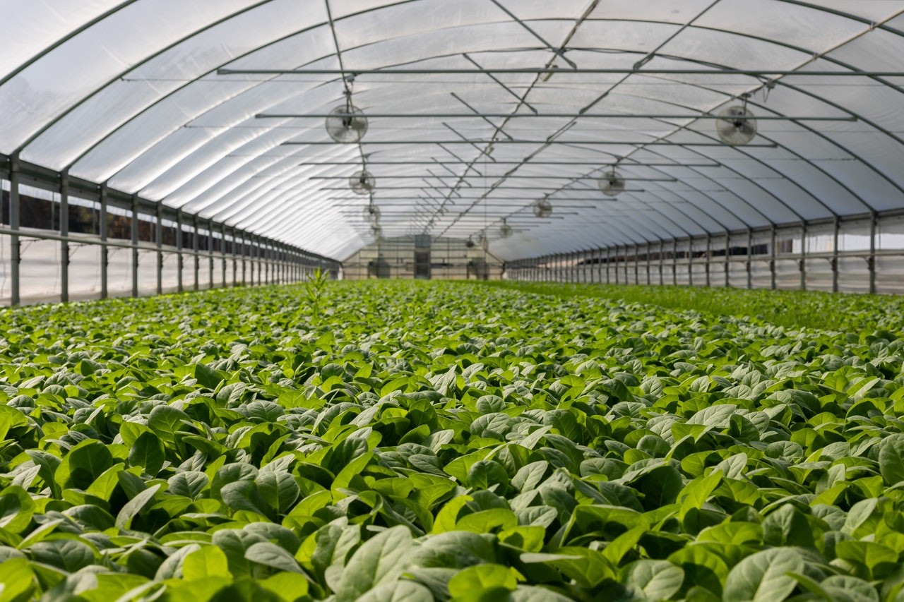 Reasons Why Greenhouse Ventilation is Essential
